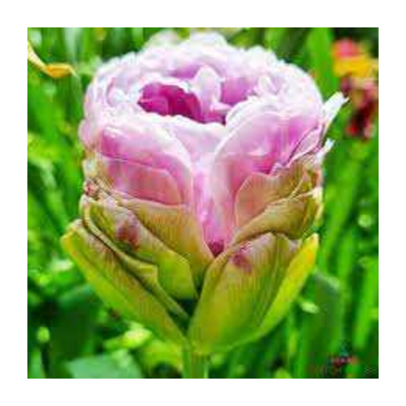 Tulipa Violet Prana Tulipan 'Violet Prana' 5 szt.