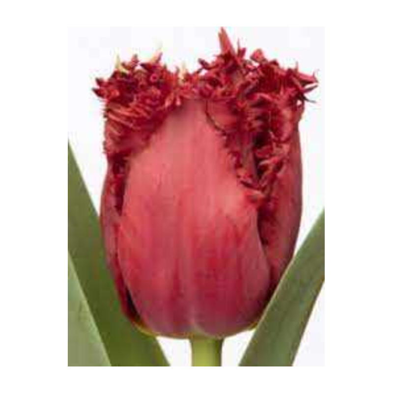 Tulipa Cummins Tulipan 'Cummins'5 szt.