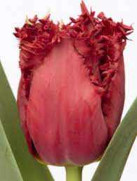 Tulipa Cummins Tulipan 'Cummins'5 szt.