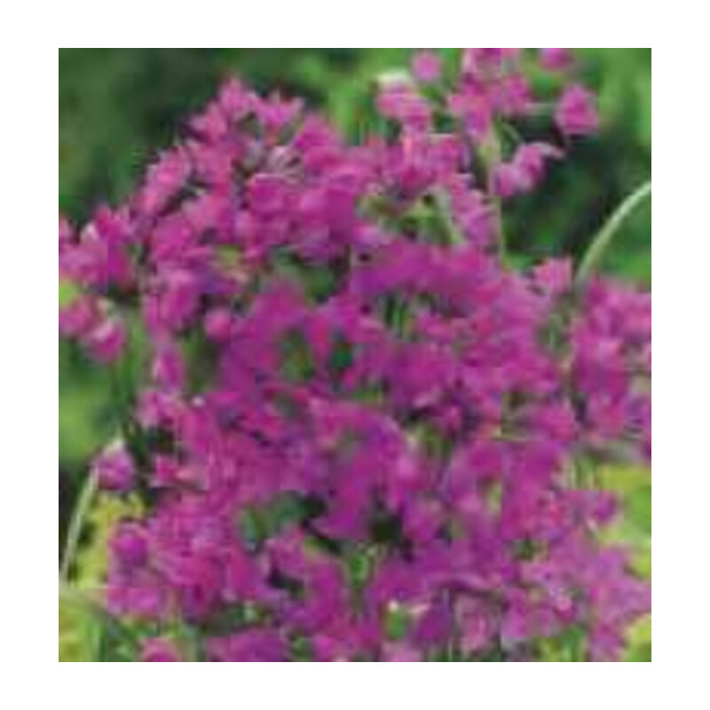 Czosnek Ostrowskiego – 5 szt. – Allium Oreophilum