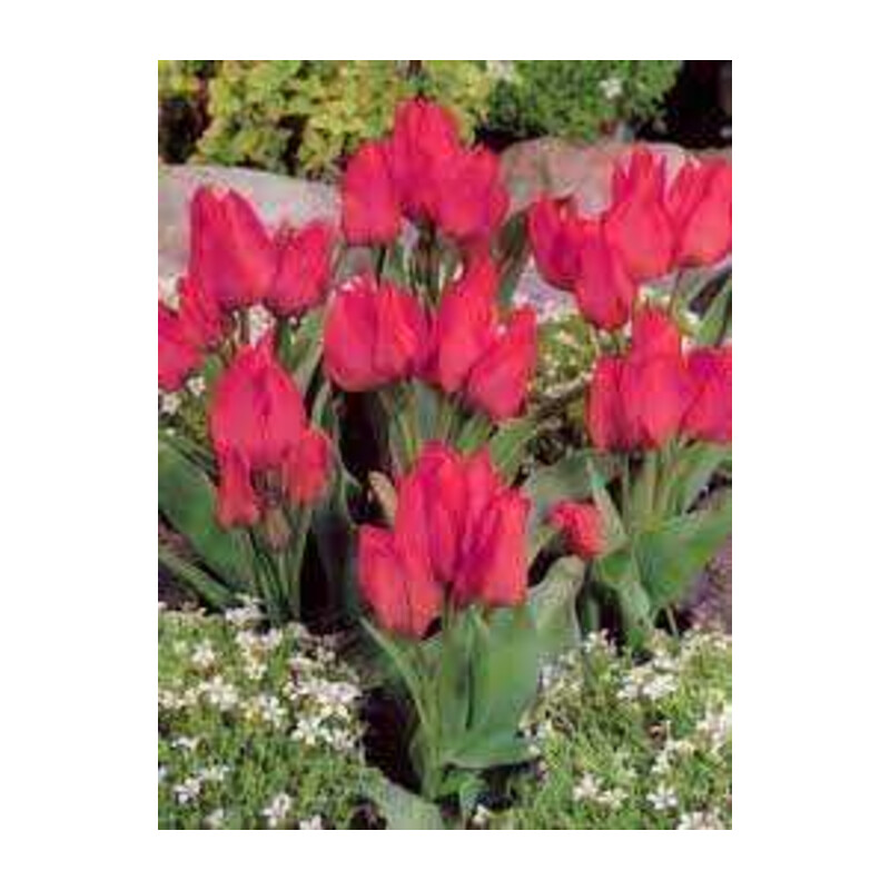 Tulipa Toronto Tulipan 'Toronto'5 szt.