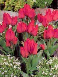 Tulipa Toronto Tulipan 'Toronto'5 szt.