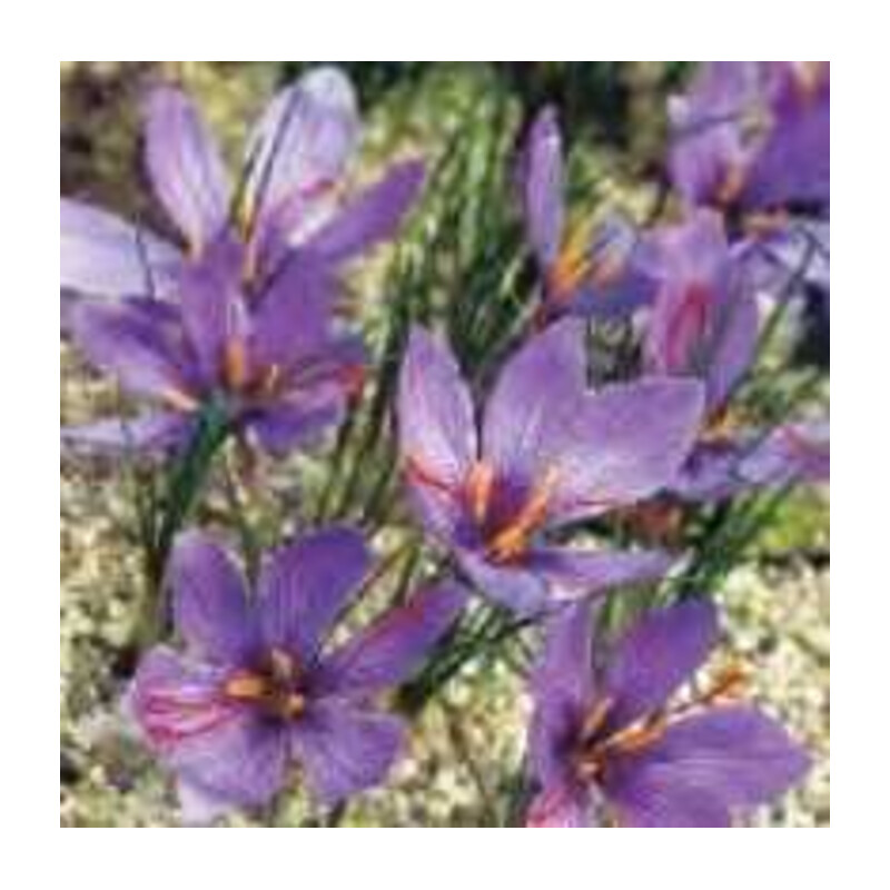 Krokus jesienny Sativus fioletowy 2 szt.