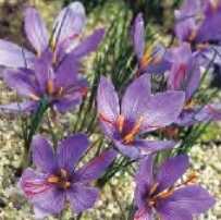 Krokus jesienny Sativus fioletowy 2 szt.