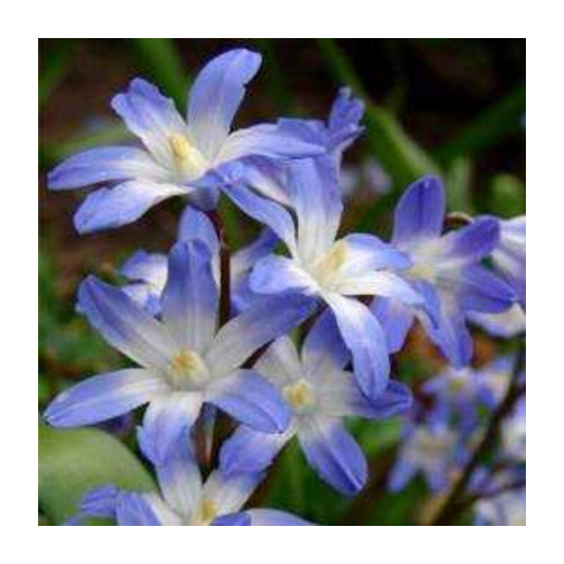 Śnieżnik niebieski 5 szt. – Chionodoxa forbesi blue