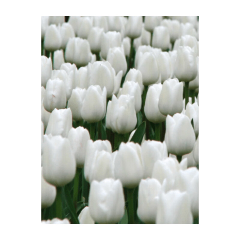 Tulipa New York Tulipan 'New York' 5 szt.