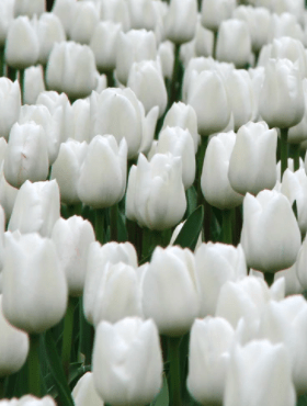 Tulipa New York Tulipan 'New York' 5 szt.