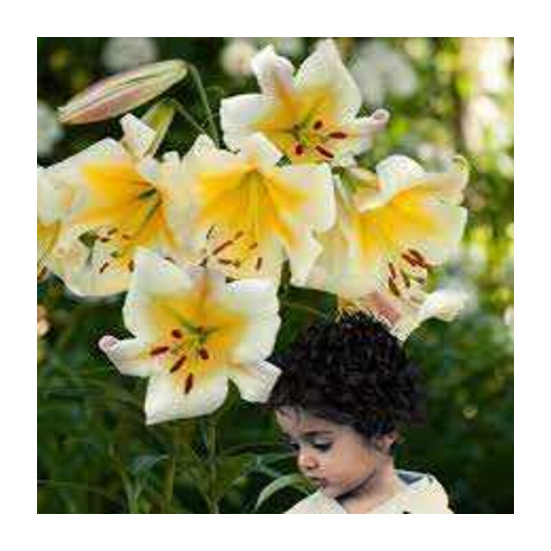 Lilia 'Miss Peculiar' 5 szt. – Lilium Miss Peculiar