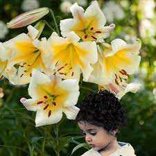 Lilia 'Miss Peculiar' 5 szt. – Lilium Miss Peculiar