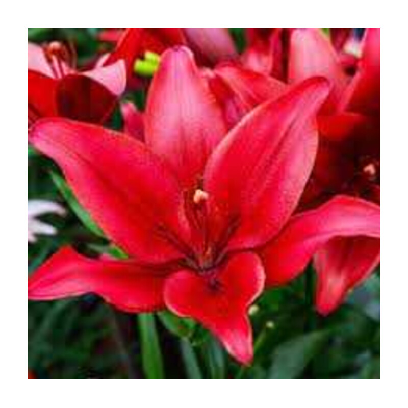 Lilia czerwona 5 szt. – Lilium red