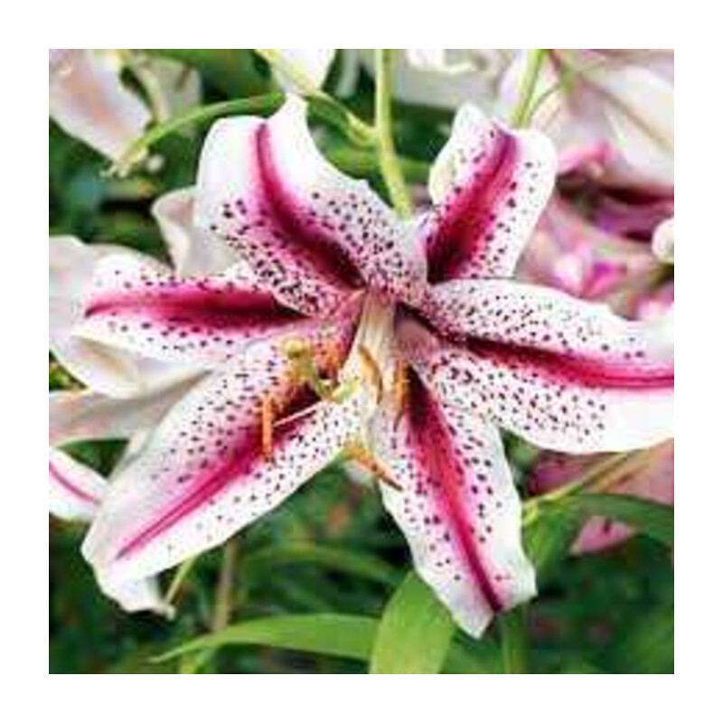Lilia 'Dizzy' 5 szt. – Lilium Dizzy