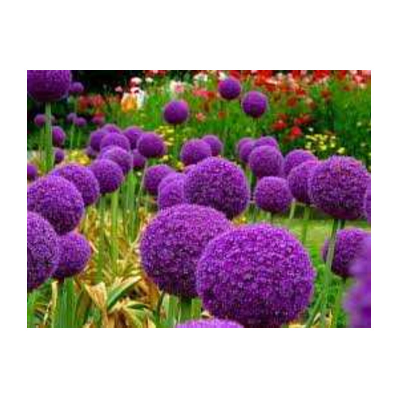Czosnek olbrzymi – Allium giganteum