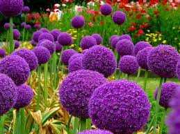 Czosnek olbrzymi – Allium giganteum
