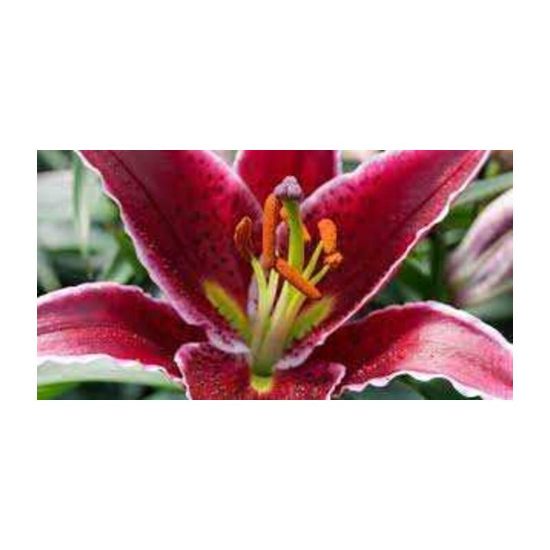 Lilia 'Scheherezade' 5 szt. – Lilium Scheherezade