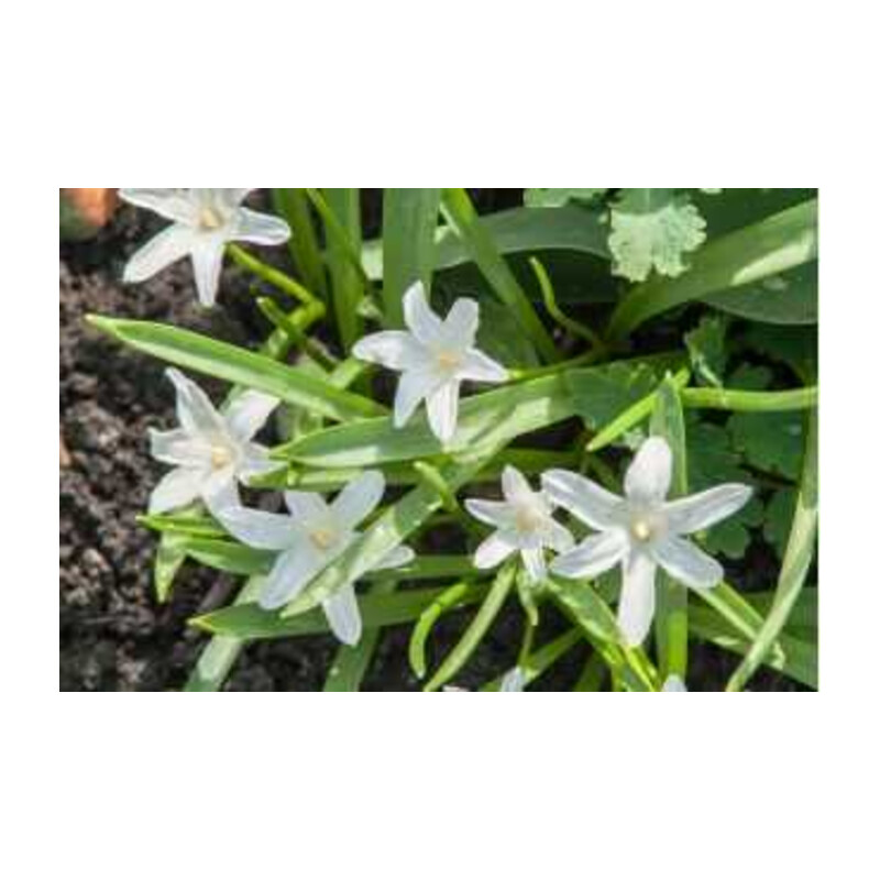 Śnieżnik lśniący 'Alba' 5 szt. – Chionodoxa luciliae Alba