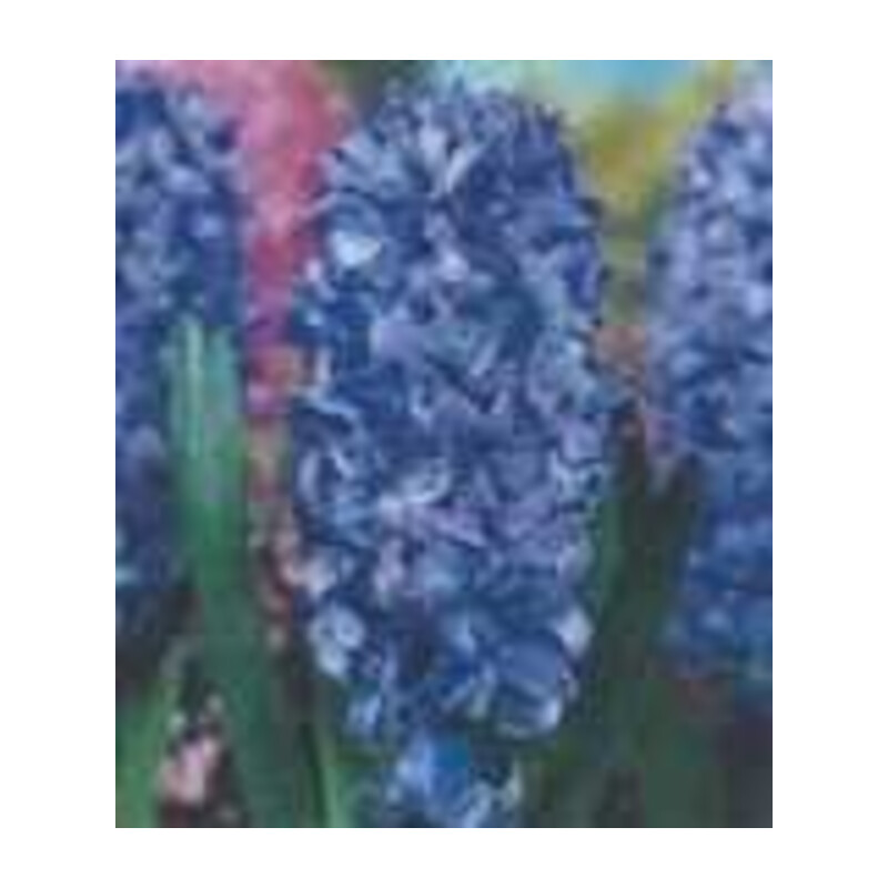 Hiacynt niebieski Delft Blue – 1 szt.