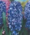 Hiacynt niebieski Delft Blue – 1 szt.