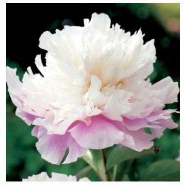 Piwonia Amabilis 1 szt.