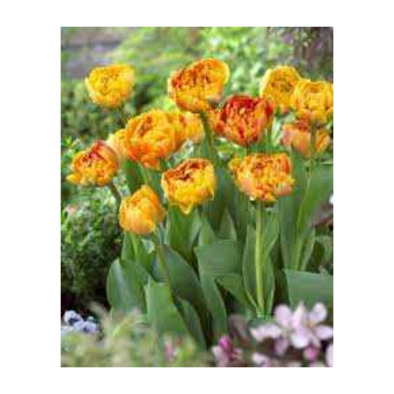Tulipa Caracas Tulipan 'Caracas' 5 szt.