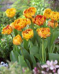 Tulipa Caracas Tulipan 'Caracas' 5 szt.