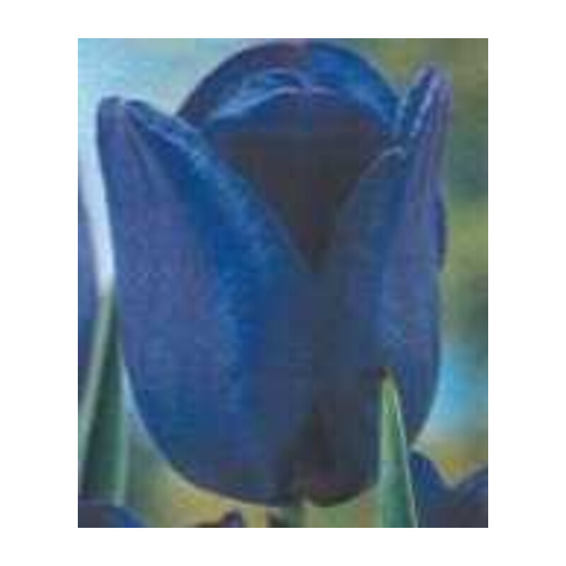 Tulipan późny – Niebieski 1 szt.