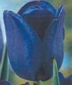 Tulipan późny – Niebieski 1 szt.