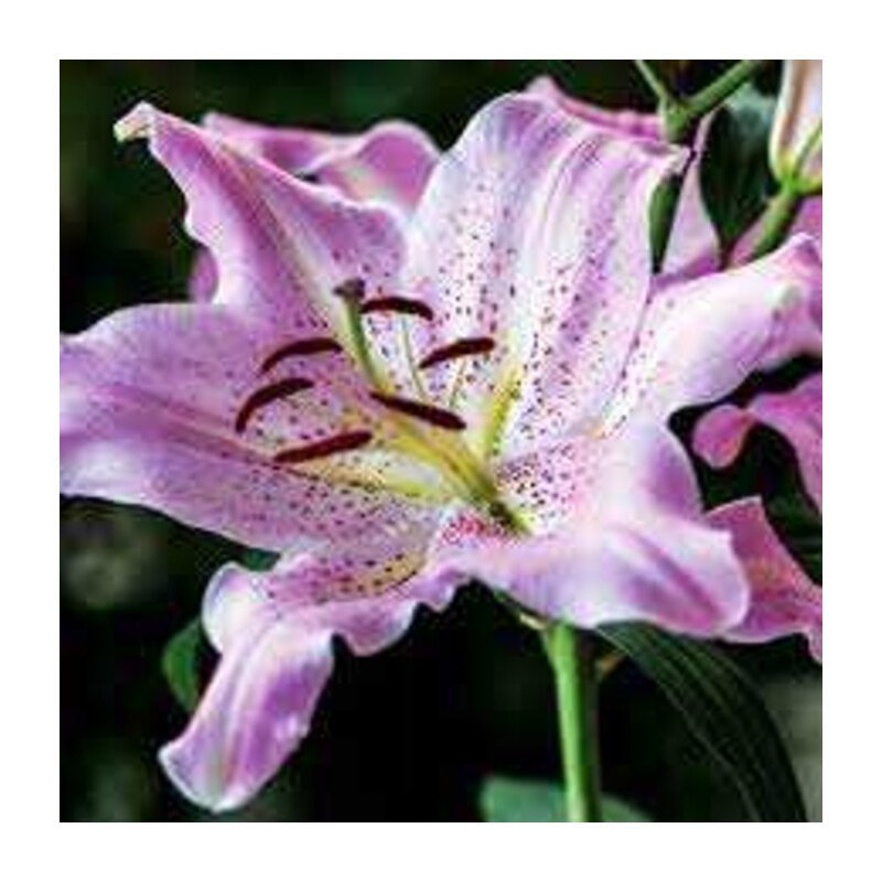 Lilia 'Josephine' 5 szt. – Lilium Josephine