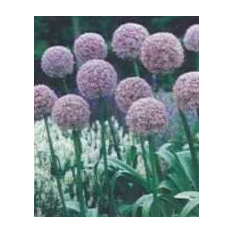 Czosnek ozdobny purpurowy Round and Purple