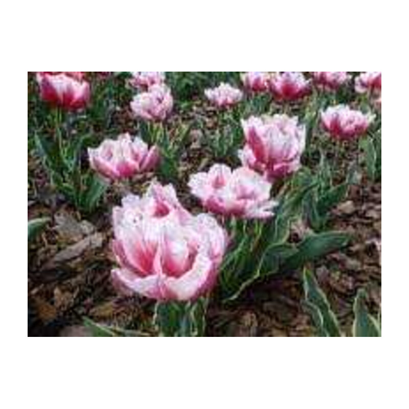 Tulipa Toplips Tulipan 'Toplips' 5 szt.