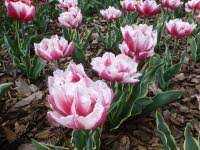 Tulipa Toplips Tulipan 'Toplips' 5 szt.