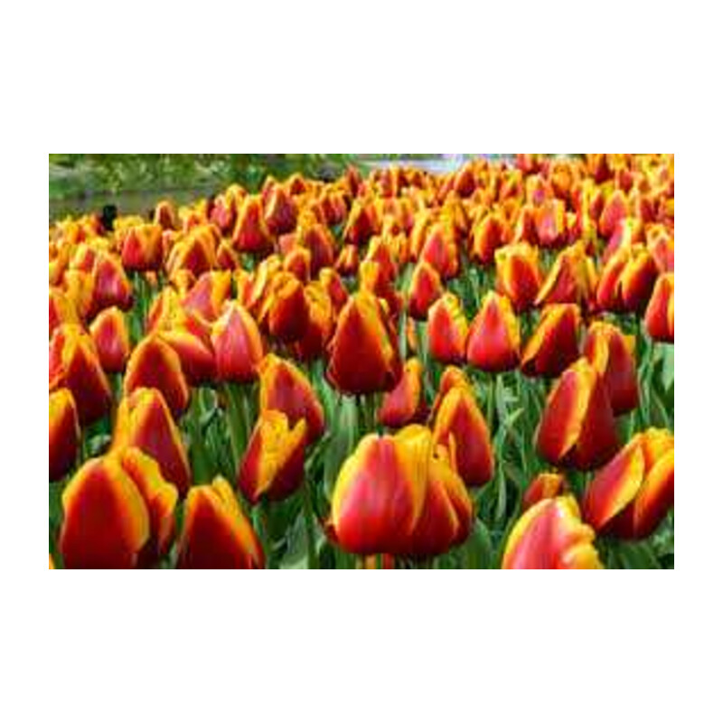 Tulipa Dow Jones Tulipan 'Dow Jones'5 szt.
