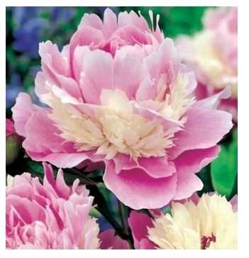 Piwonia Sorbet 1 szt.