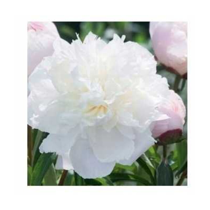 Piwonia Shirley Temple 1 szt.
