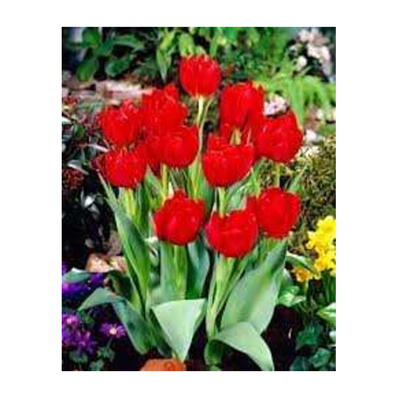 Tulipa Abba Tulipan 'Abba' 5 szt.