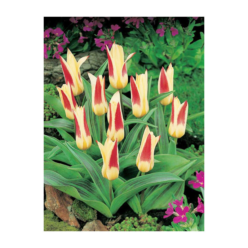 Tulipa Johann Straus Tulipan 'Johann Straus 5 szt.