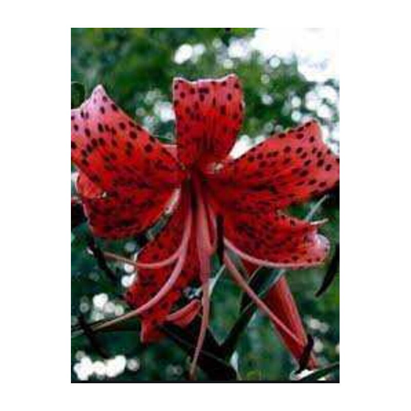Lilia 'Red Tiger' 5 szt. – Lilium Red Tiger