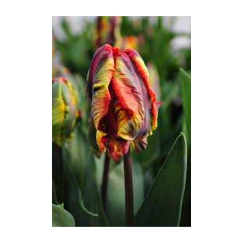 Tulipa Rasta Parrot Tulipan 'Rasta Parrot' 5 szt.