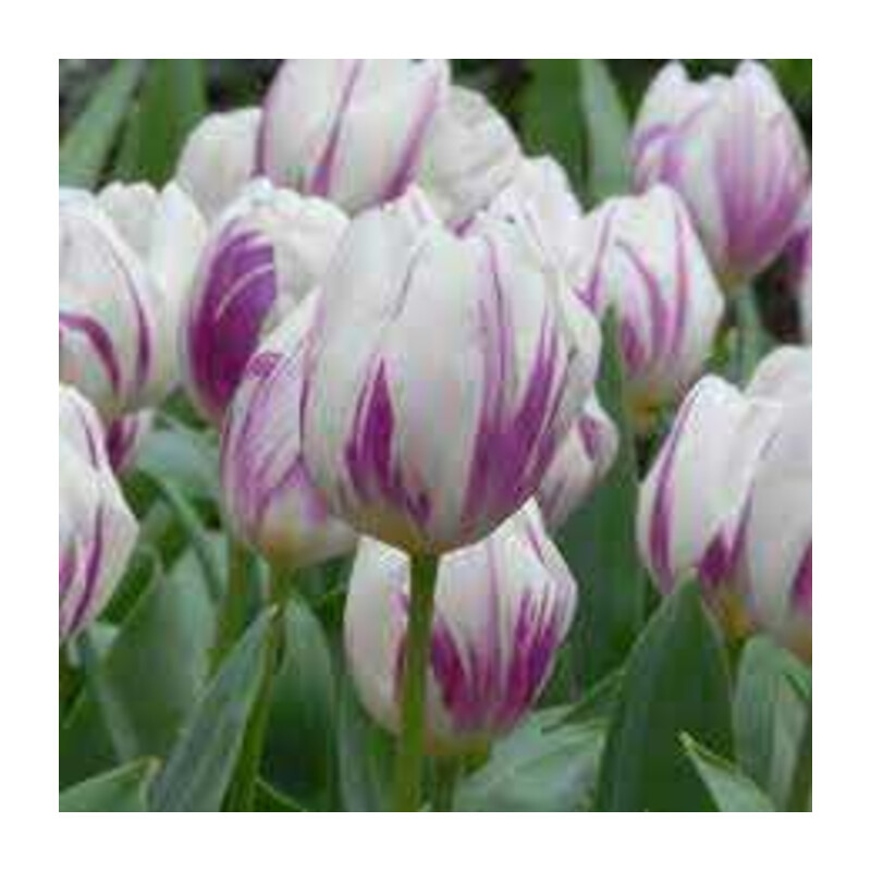 Tulipa Flaming Flag Tulipan 'Flaming Flag' 5 szt.