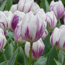 Tulipa Flaming Flag Tulipan 'Flaming Flag' 5 szt.