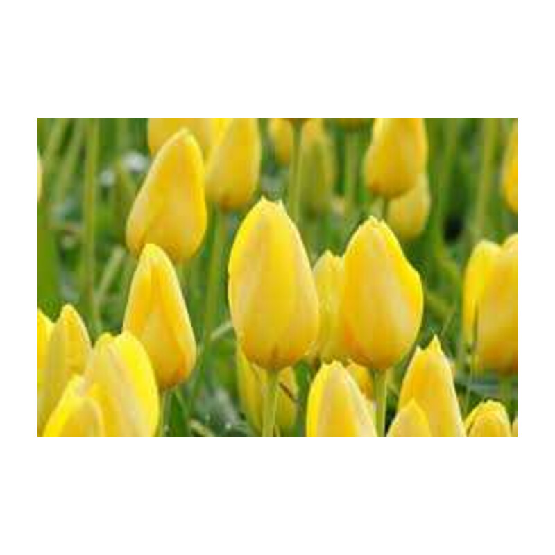 Tulipa Conqueror Tulipan 'Conqueror'5 szt.