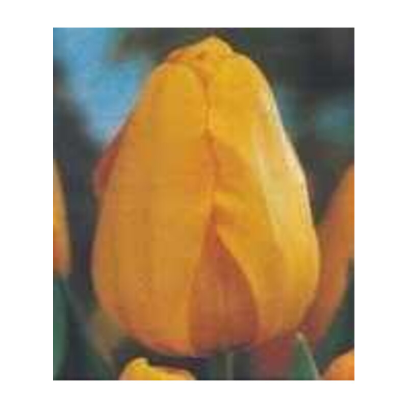 Tulipan Darwina Żółty 10 szt.