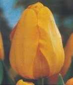 Tulipan Darwina Żółty 10 szt.