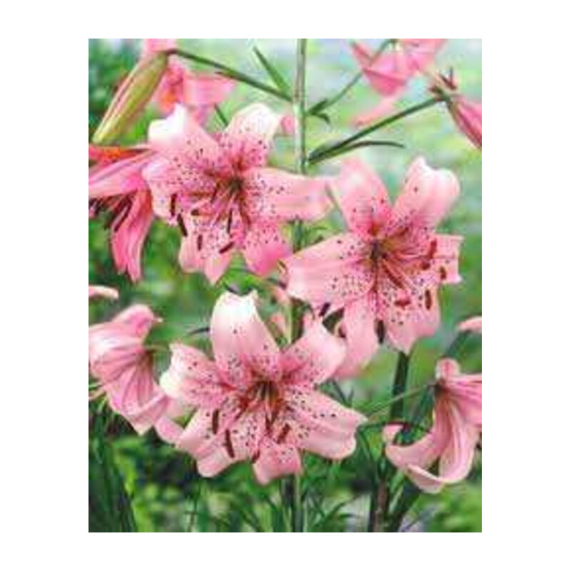 Lilia 'Pink Tiger' 5 szt. – Lilium Pink Tiger