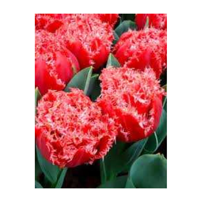 Tulipa Bendigo Tulipan 'Bendigo' 5 szt.