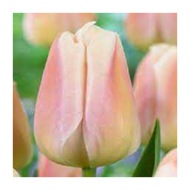Tulipa Apricot Pride Tulipan 'Apricot Pride' 5 szt.