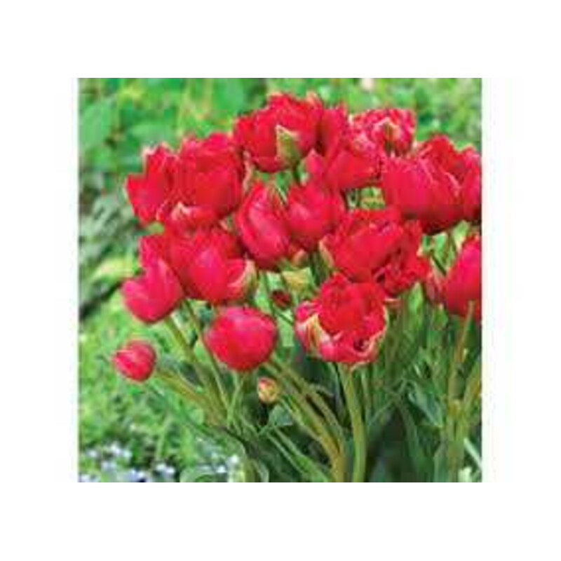 Tulipa Estatic Tulipan 'Estatic' 5 szt.