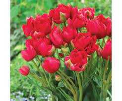 Tulipa Estatic Tulipan 'Estatic' 5 szt.