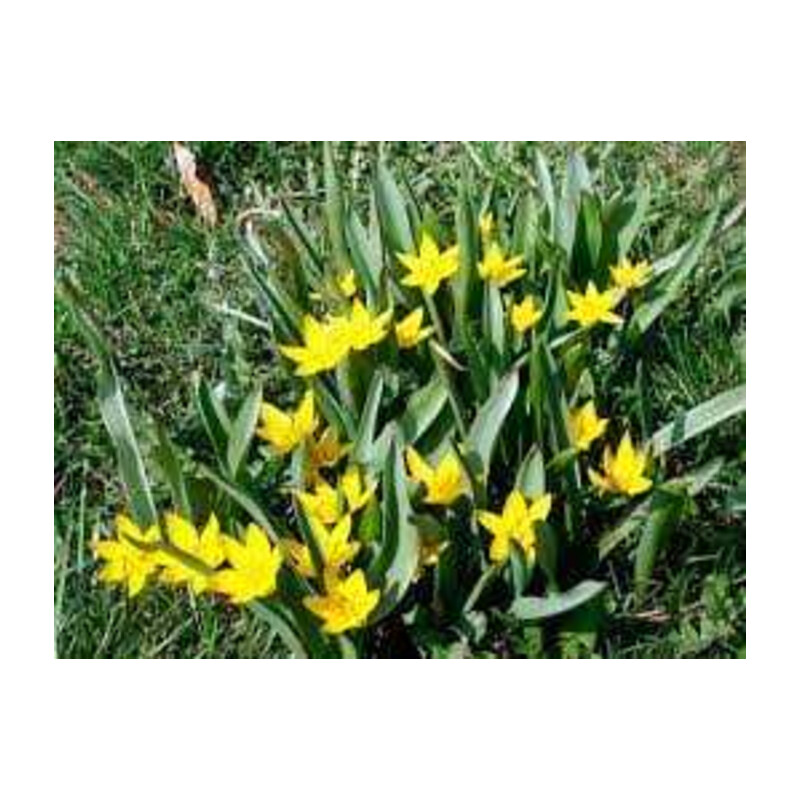 Tulipa Urumiensis Tulipan 'Urumiensis'' 5 szt.