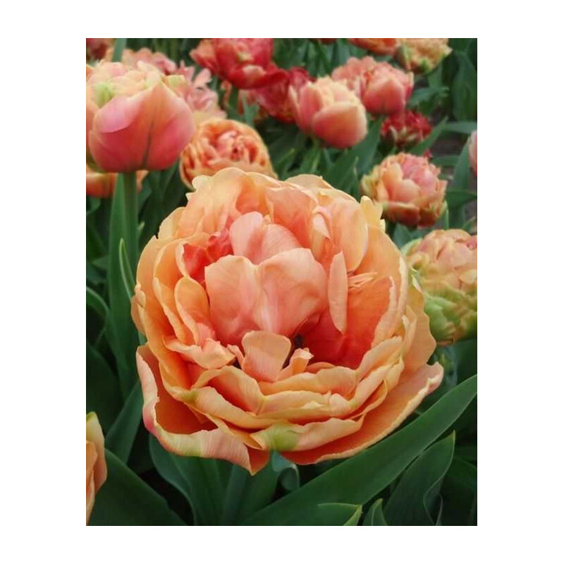 Tulipa Copper Image Tulipan 'Copper Image' 5 szt.