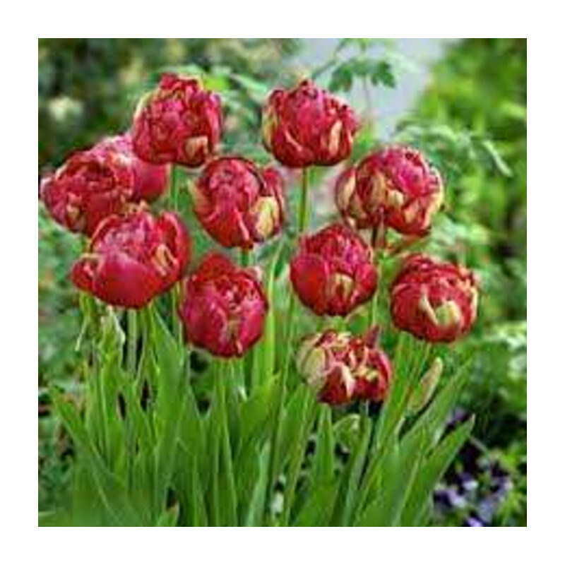 Tulipa Renown Unique Tulipan 'Renown Unique' 5 szt.